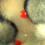 Wie gelangen Schimmelpilze in L&uuml;ftungsanlagen?