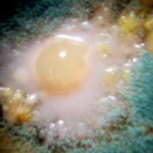 Wie erkennt man Schimmel in einer L&uuml;ftungsanlage?