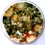 Welche gesundheitlichen Risiken gehen von Schimmelpilzen aus?